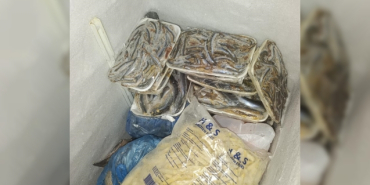 sagliksiz_sekilde_satilan_16_kilo_balik_imha_edildi_h91202_b76b8.jpg
