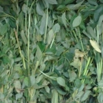 molehiya-big.jpg
