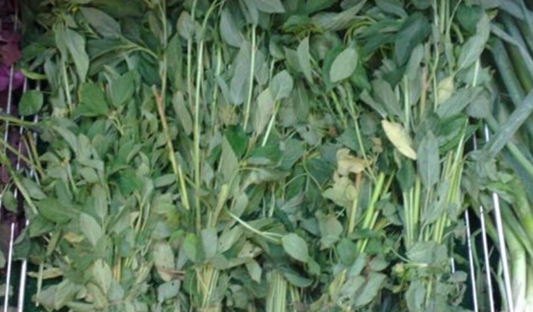 molehiya-big.jpg