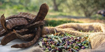 1786537205265harnup-zeytin.png