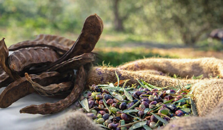 1786537205265harnup-zeytin.png