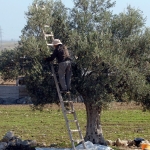 1787314032796zeytin-toplama-foto.jpg