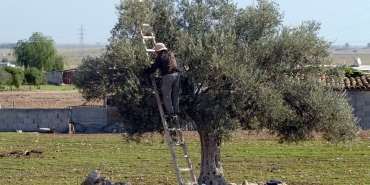 1787314032796zeytin-toplama-foto.jpg