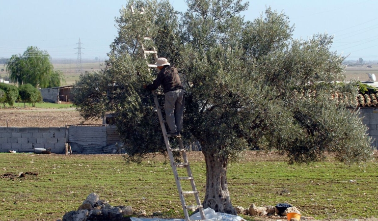 1787314032796zeytin-toplama-foto.jpg