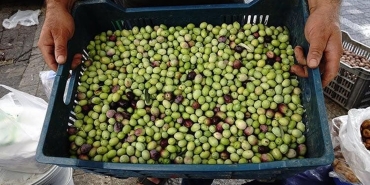 zeytin.jpg
