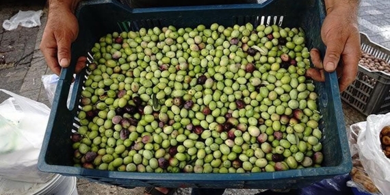 zeytin.jpg