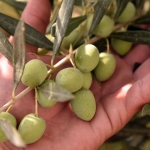 zeytin1.jpg