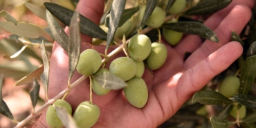 zeytin1.jpg